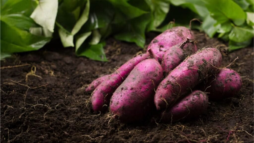 5 fiber-rich vegetables often linked to constipation relief