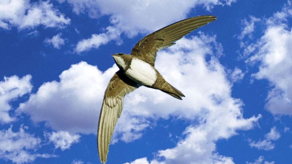 The Alpine Swift: Months Without Landing