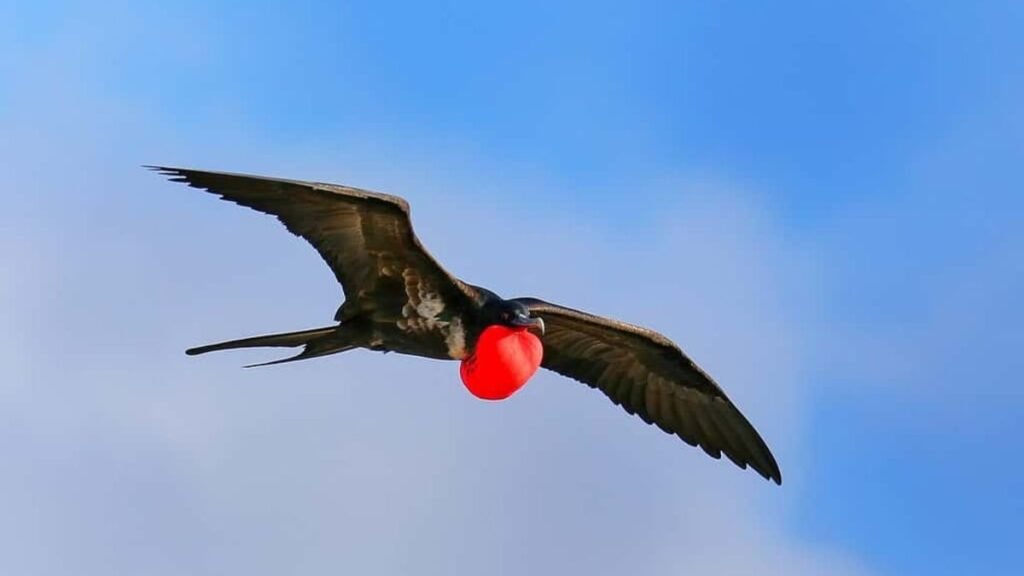 The Frigatebird: Ocean Wanderer of the Skies
