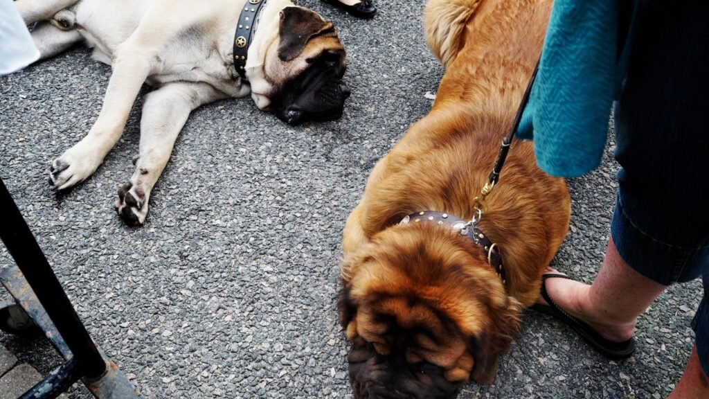 Avvertimento per gli amanti dei cani: chi si ferma per strada per accarezzare gli animali rischia di trascurare il loro tempo e la loro sicurezza, dicono gli specialisti