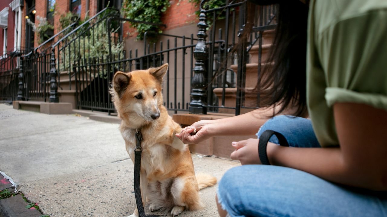 Avvertimento per gli amanti dei cani: chi si ferma per strada per accarezzare gli animali rischia di trascurare il loro tempo e la loro sicurezza, dicono gli specialisti