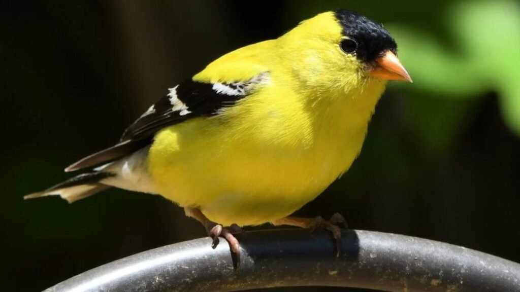6 reasons birds aren’t coming to your yard—and how to fix it