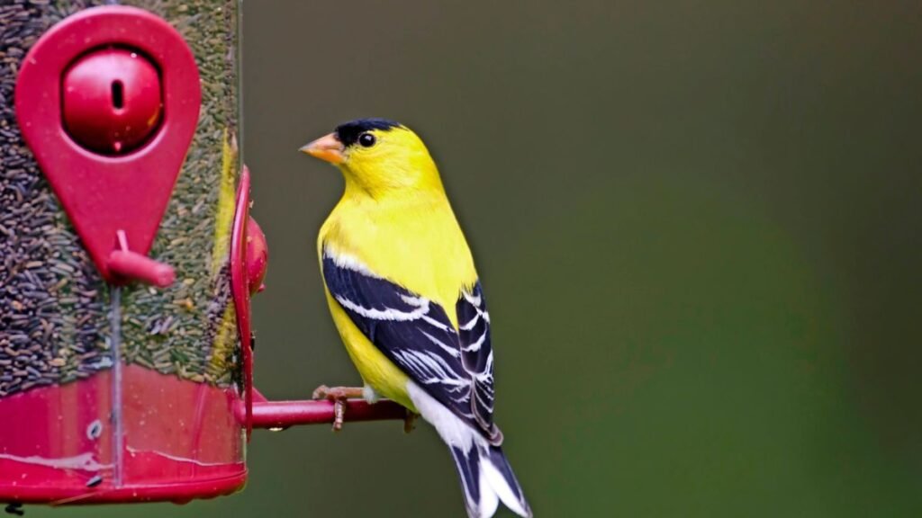 6 reasons birds aren’t coming to your yard—and how to fix it