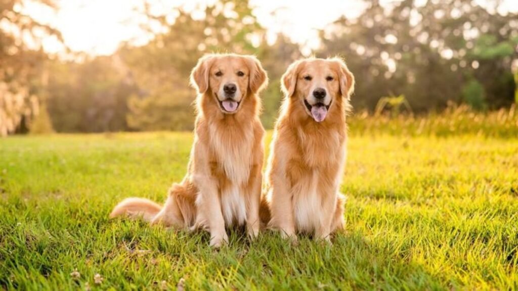 These 6 Super-Friendly Dog Breeds Love Humans More Than Treats