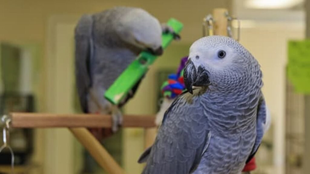 Parrots are more high-maintenance than other pets. How do you care for one