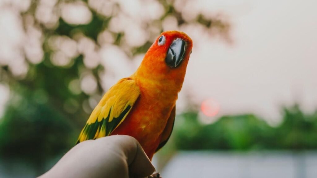 Parrots are more high-maintenance than other pets. How do you care for one?
