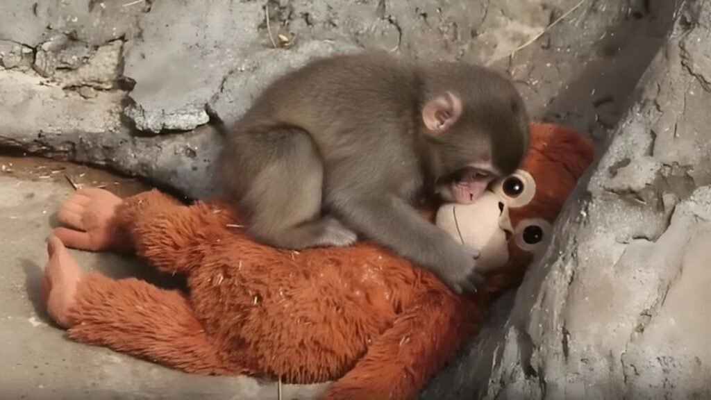 Punch the orphaned macaque grooms his stuffed animal with his new best friend
