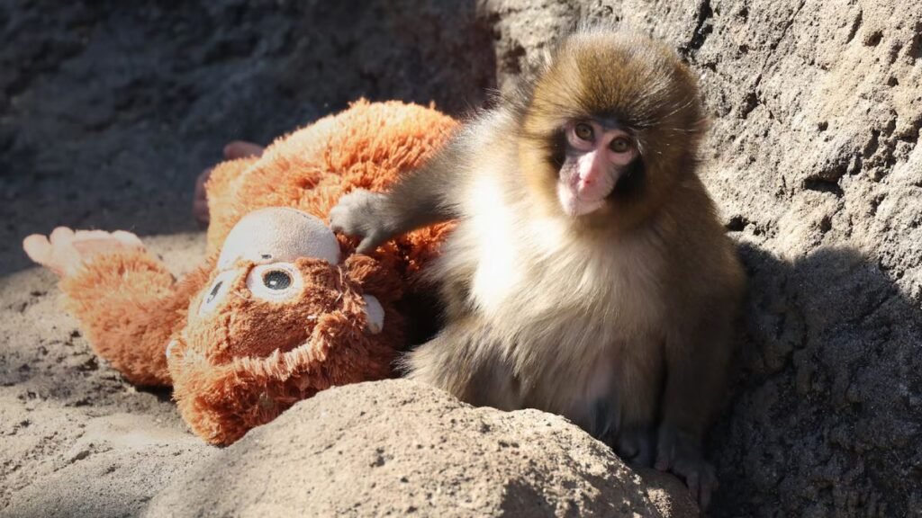 Punch the orphaned macaque grooms his stuffed animal with his new best friend