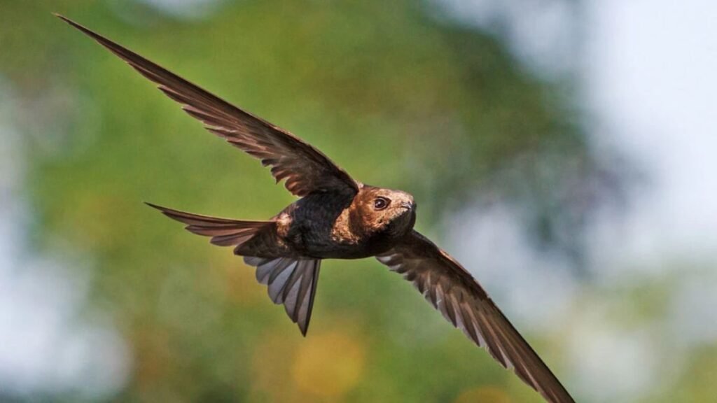The Common Swift: A Bird That Hardly Ever Walks