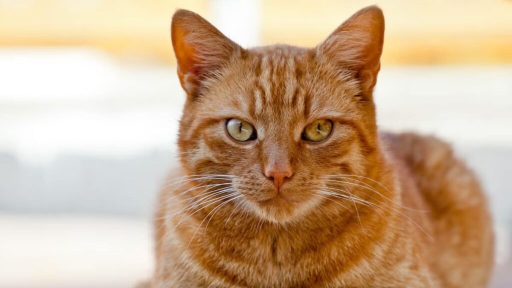 These are the most popular orange cat breeds
