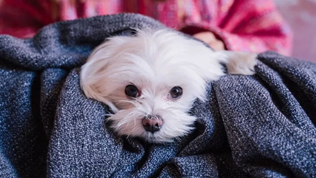 These adorable lap dogs were basically born to snuggle