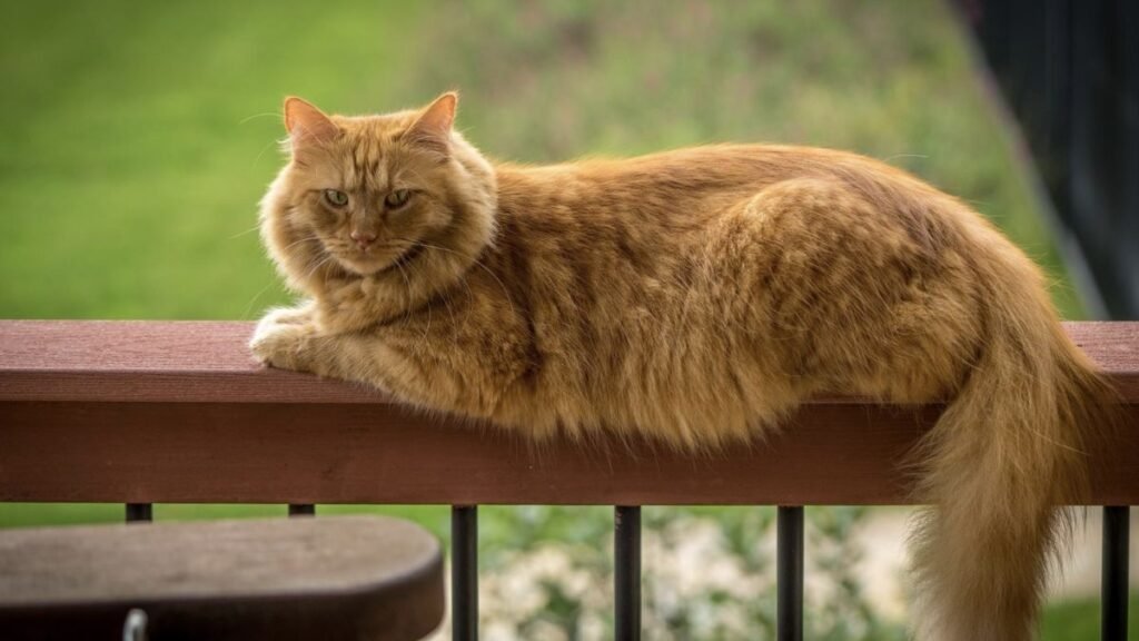 These are the most popular orange cat breeds 