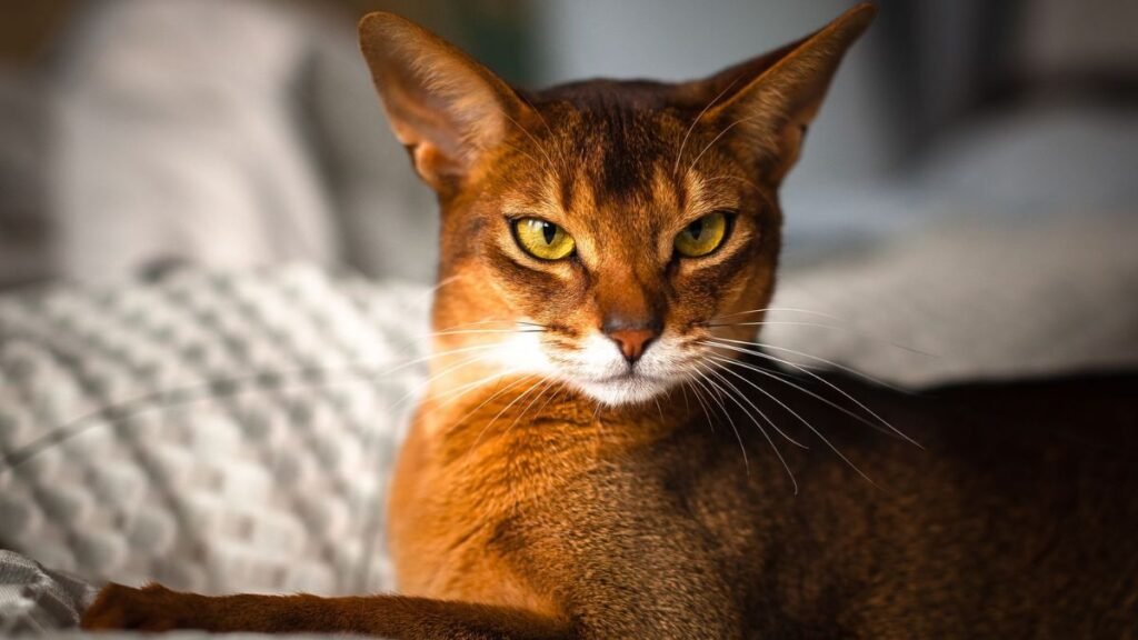 These are the most popular orange cat breeds