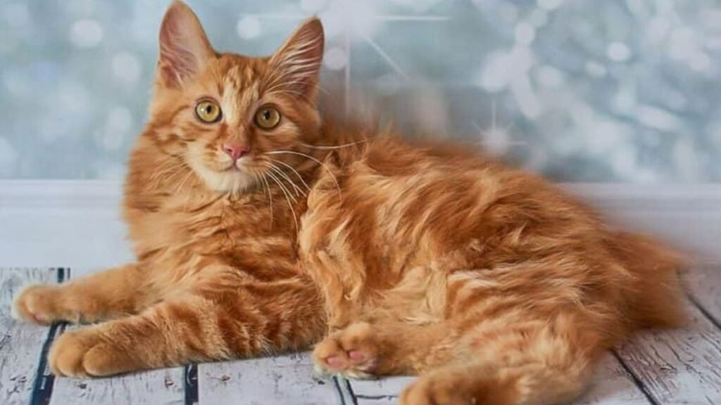 These are the most popular orange cat breeds 