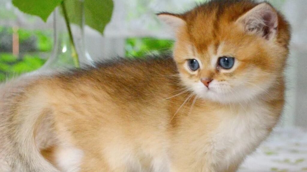 These are the most popular orange cat breeds